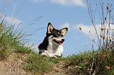 CORGI PEMBROKE 365